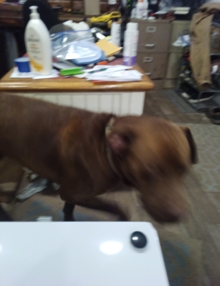 BigDog78