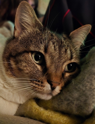 Ciccio S